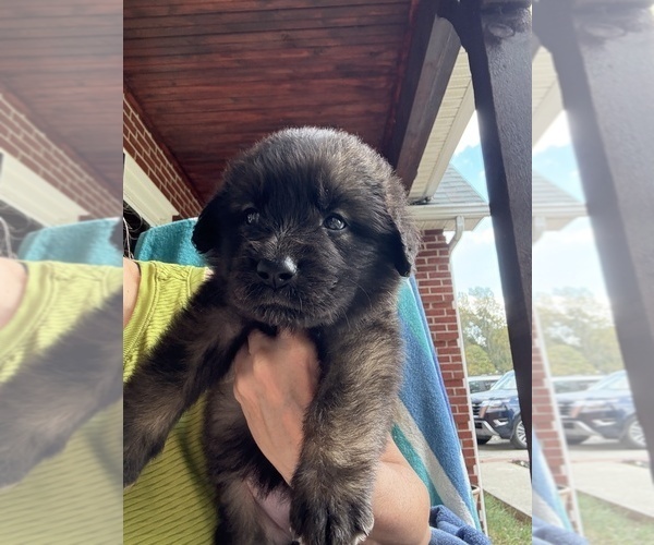 Medium Photo #1 Leonberger Puppy For Sale in MANCHESTER, TN, USA