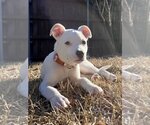 Small Photo #5 Bull Terrier-Unknown Mix Puppy For Sale in McKinney, TX, USA