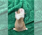 Small Photo #94 Boston Terrier Puppy For Sale in TULARE, CA, USA