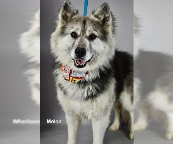 Medium Photo #1 Siberian Husky Puppy For Sale in Bakersfield, CA, USA