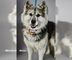 Siberian Husky Dogs for adoption in Bakersfield, CA, USA