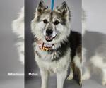 Small Siberian Husky