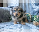 Small Photo #6 Dachshund-Siberian Husky Mix Puppy For Sale in ELIZABETHTOWN, PA, USA