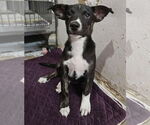 Small #2 Mutt