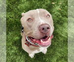 Small #9 American Staffordshire Terrier Mix