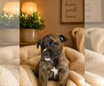 Small German Shepherd Dog Mix