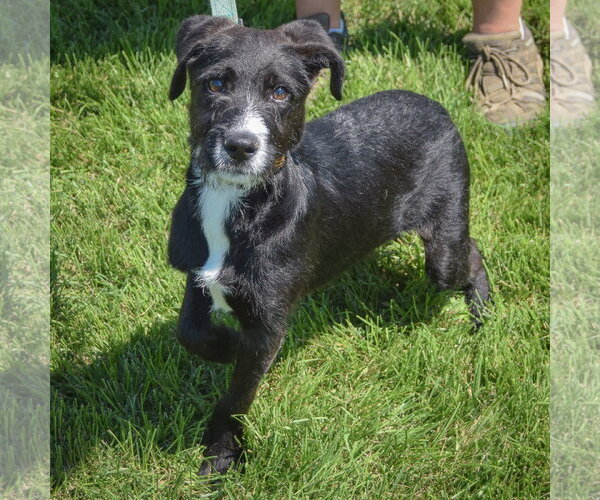 Medium Photo #5 Mutt Puppy For Sale in Huntley, IL, USA