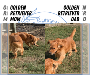 Father of the Golden Retriever puppies born on 02/01/2025