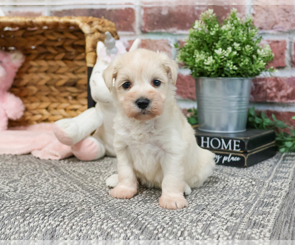 Medium Photo #17 Schnauzer (Miniature) Puppy For Sale in SYRACUSE, IN, USA