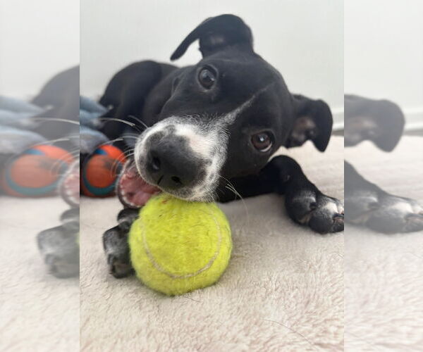 Medium Photo #2 Pointer-Rat Terrier Mix Puppy For Sale in GILBERTS, IL, USA