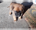 Small Photo #8 Labrador Retriever-Newfoundland Mix Puppy For Sale in CO SPGS, CO, USA