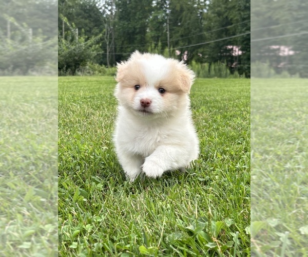 Medium Photo #1 Pomsky Puppy For Sale in NEW COLUMBIA, PA, USA