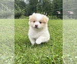Puppy B1 Pomsky
