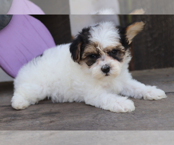 Medium Photo #2 YorkiePoo Puppy For Sale in SHILOH, OH, USA