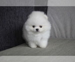 Small Photo #2 Pomeranian Puppy For Sale in MANHATTAN, NY, USA