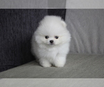 Small #1 Pomeranian