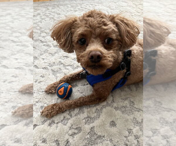 Medium Photo #3 Shih-Poo Puppy For Sale in Mundelein, IL, USA