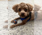 Small #2 Shih-Poo