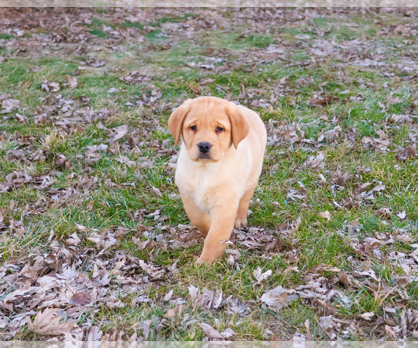 Medium Photo #6 Labrador Retriever Puppy For Sale in SYRACUSE, IN, USA
