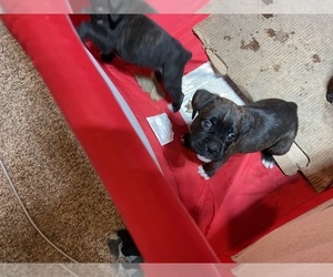 Boxer Puppy for sale in SHELTON, WA, USA