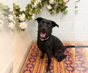 Labrottie Dogs for adoption in Brighton, CO, USA