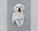 Small #4 Mutt