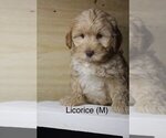 Small Photo #5 Australian Labradoodle Puppy For Sale in REIDSVILLE, NC, USA