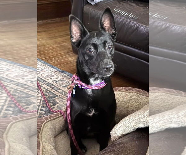 Medium Photo #12 Mutt Puppy For Sale in Boonton, NJ, USA