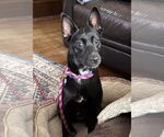 Small #11 Mutt