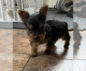 Yorkshire Terrier Puppy for sale in SOUTHBRIDGE, MA, USA