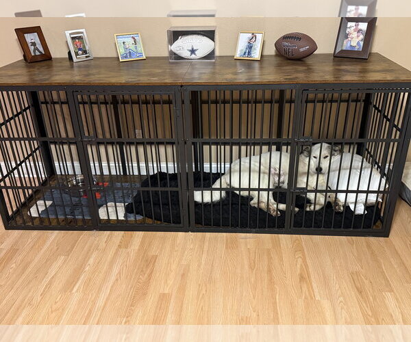 Medium Photo #5 Great Pyrenees-Unknown Mix Puppy For Sale in Houston, TX, USA