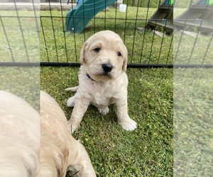 Goldendoodle (Miniature) Puppy for sale in SAVANNAH, TN, USA