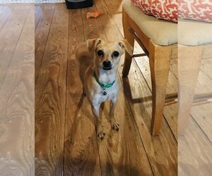 Chihuahua-Unknown Mix Dogs for adoption in Denver , CO, USA