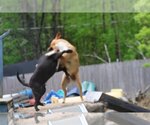 Small Photo #15 Labrador Retriever-Unknown Mix Puppy For Sale in Sebec, ME, USA
