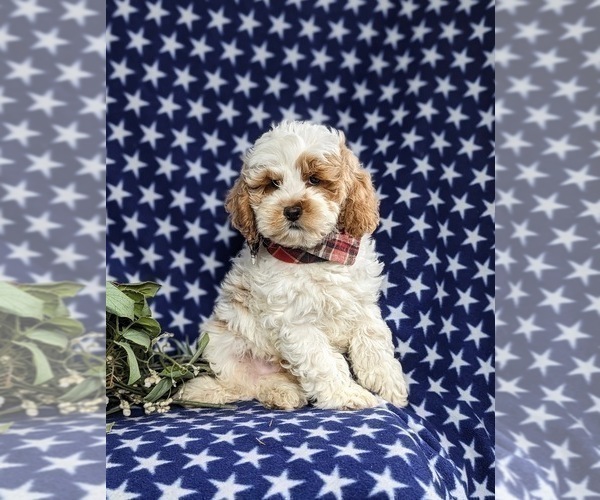 Medium Photo #1 Cock-A-Poo Puppy For Sale in BIRD IN HAND, PA, USA