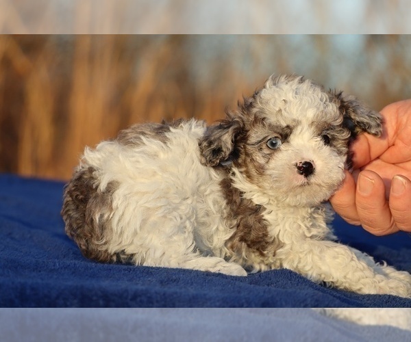 Medium Photo #5 Poodle (Toy) Puppy For Sale in DYERSBURG, TN, USA