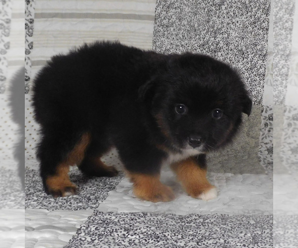 Medium Photo #12 Miniature Australian Shepherd Puppy For Sale in HARRISON, OH, USA