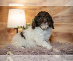 Small #2 Poodle (Miniature)