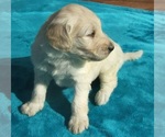 Small Photo #15 Goldendoodle Puppy For Sale in KERNERSVILLE, NC, USA