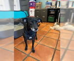 Small #5 Chihuahua Mix
