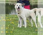 Small #2 Great Pyrenees Mix