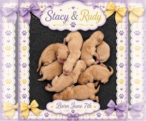Labrador Retriever Puppy for Sale in TURLOCK, California USA