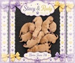 Small Labrador Retriever