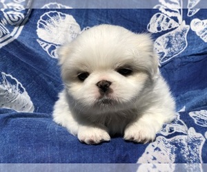 Pekingese Puppy for sale in MESQUITE, TX, USA