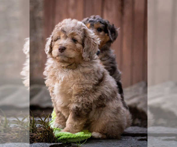 Medium Photo #3 Aussiedoodle Puppy For Sale in GRANTS PASS, OR, USA
