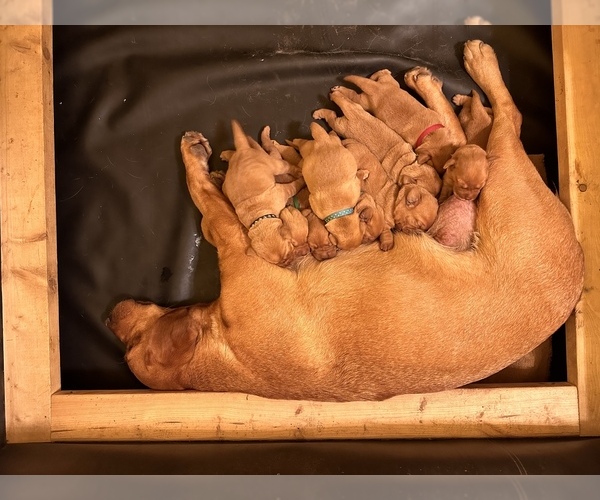 Medium Photo #2 Labrador Retriever Puppy For Sale in BLUFF DALE, TX, USA