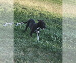 Small #1 Mutt