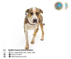 Huskies -Labrador Retriever Mix Dogs for adoption in Mobile, AL, USA