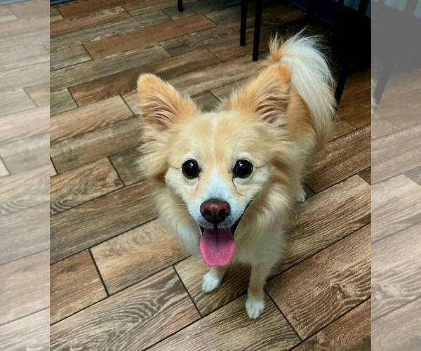 Medium Photo #1 Pomeranian-Unknown Mix Puppy For Sale in Spring Lake, NC, USA
