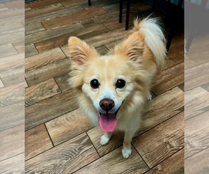 Pomeranian-Unknown Mix Dogs for adoption in Spring Lake, NC, USA